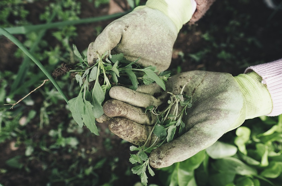 gardening gloves